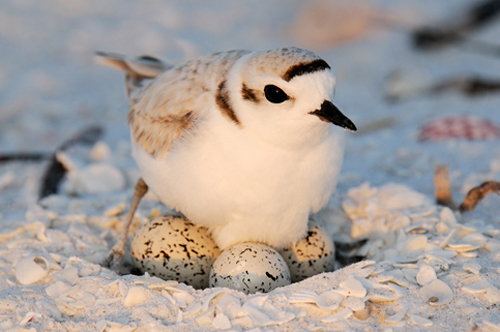 A bird sitting on some eggs