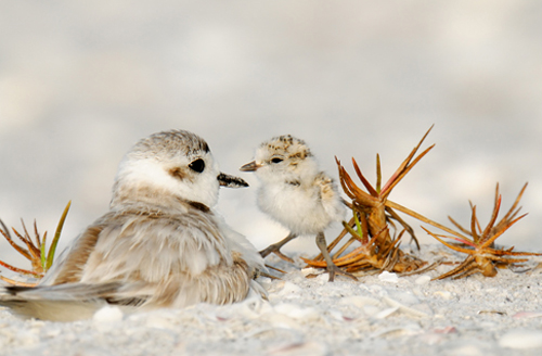 plover and chick